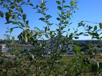 Phoenixsee, Standort PS18 am 18.08.12